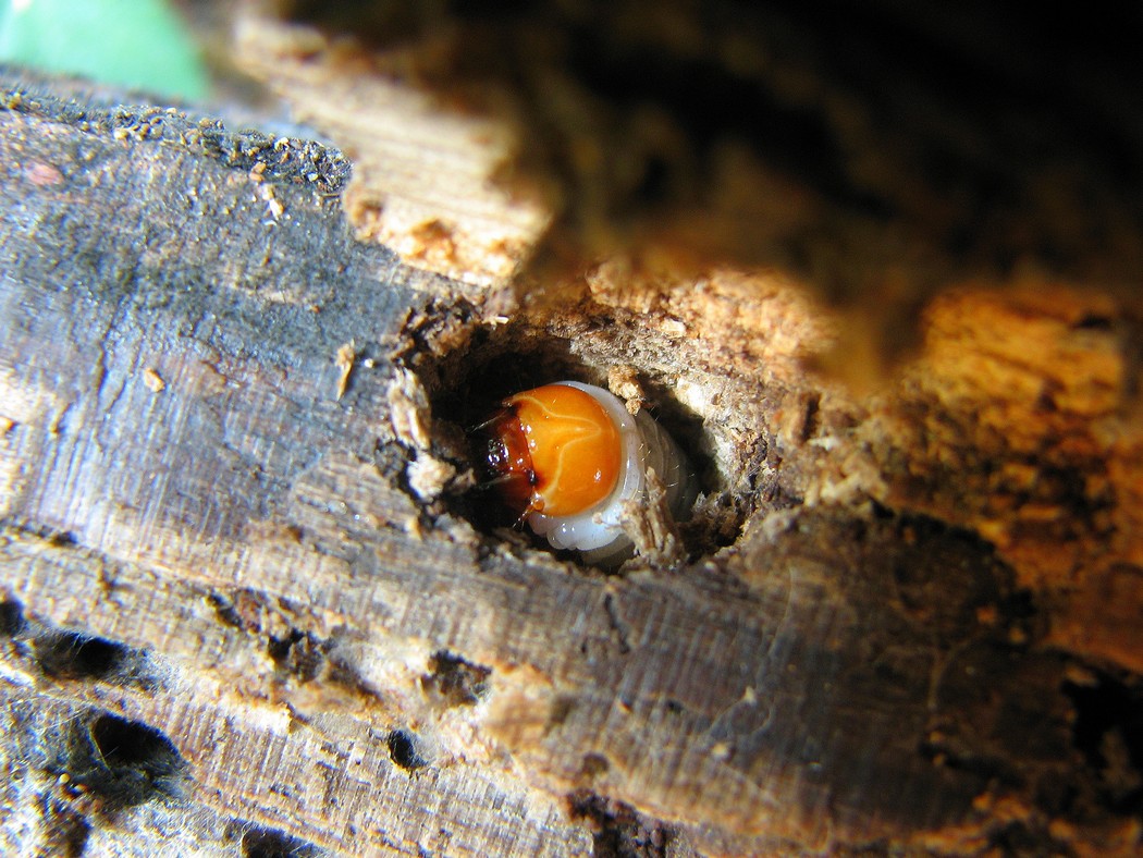 Svariati coleotteri da identificare